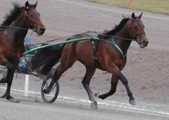 Så här såg det ut när diamanten, Maharajah, slipades till på Solvalla.