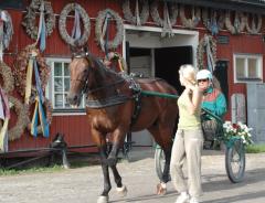 Maharajah framför alla gamla segerkransar utanför stallet på Yttersta, blir det en ny på söndag? Foto: Travkompaniet