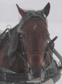 Rimfrost i skägget, manen och till och med på ögonfransarna, bekymrar inte en sån hårding som Maharajah. Foto: Travkompaniet