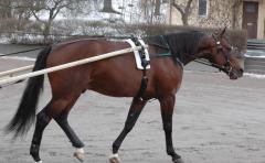 Med en konungs självsäkerhet, skrittade Maharajah lugnt ut på stallbacken. Foto: Travkompaniet