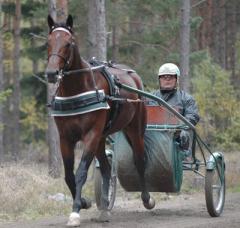 Maharajah tränar på för fullt. Foto: Travkompaniet