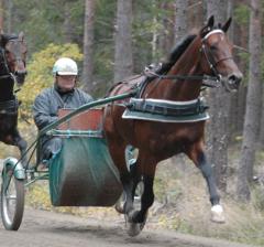 Bättre och bättre dag för dag blir Maharajah. Foto; A.Lindblom/Travkompaniet