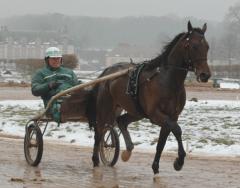 Maharajah såg löpglad och smidig ut i dagens snabbjobb. Foto; A.Lindblom/Travkompaniet