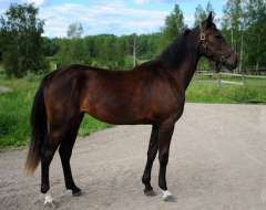 Indirah Brook i kval på tisdag på Solvalla. Foto; C.Sjöströms