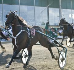 Maharjah passerar mål som Derbysegrare och det annars så stillsamme och coole Örjan Kihlström slänger körspöet i luften i ren glädje. Foto: ALN