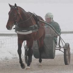 Maharajah och Stefan ser fram emot 2010. Foto: Travkompaniet