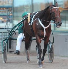 Maharajah såg nöjd ut efter kvalloppet. Foto; C.Kärrstrand/Hingstfotografen