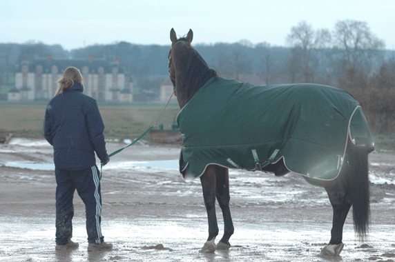 Maharajah och Lisa skall lämna Grosbois för den här gången. Foto; A.Lindblom/Travkompaniet