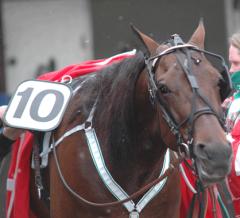 Maharajah har gjort tio starter på Vincennes, den elfte kommer på söndag Foto; A.Lindblom/Travkompaniet