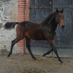 Emir Brodde är en ettårig hingst efter Maharajah. Foto; Brodda stuteri