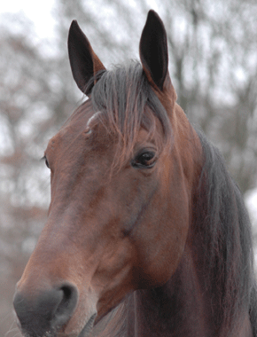 Maharajah siktar mot en ny tuff uppgift, Prix de France på söndag. Foto: Travkompaniet