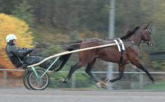 Maharajah såg så lycklig ut när han i oktober var tillbaka på Solvalla. Foto; A.Lindblom/Travkompaniet