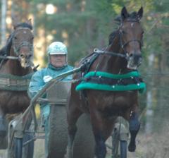 Maharajah har sett ruggigt fin ut i träningen. Foto; A.Lindblom/Travkompaniet