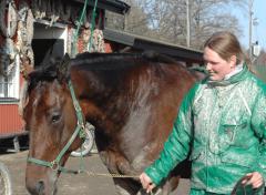 Maharajah och Lisa tar en promand i solen efter sista träningsjobbet inför lördagen. Foto: A.Lindblom/Travkompaniet