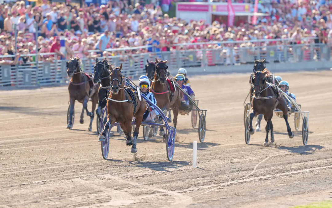 Foto: Horsy Dream vinner Elitloppet 2024. På söndagen vann han miljonloppetPrix René Ballière på Vincennes. Foto; Thomas Blomqvist