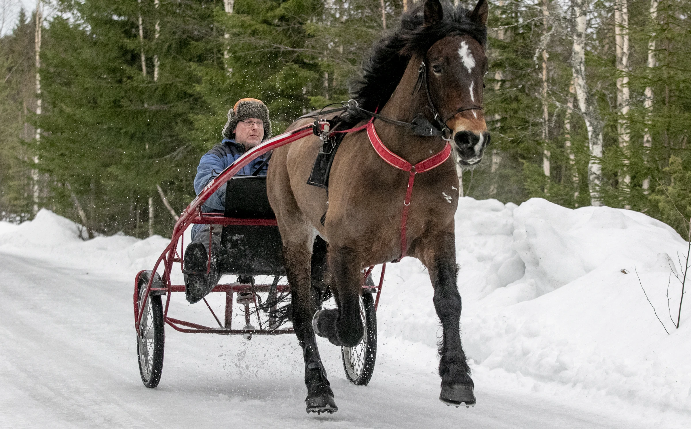 Don Viking under en träningsrunda hemma i byn Långed i mars 2020. Husse Stefan Dellbro som vanligt i vagnen. Foto: Peter Hegethorn, VK