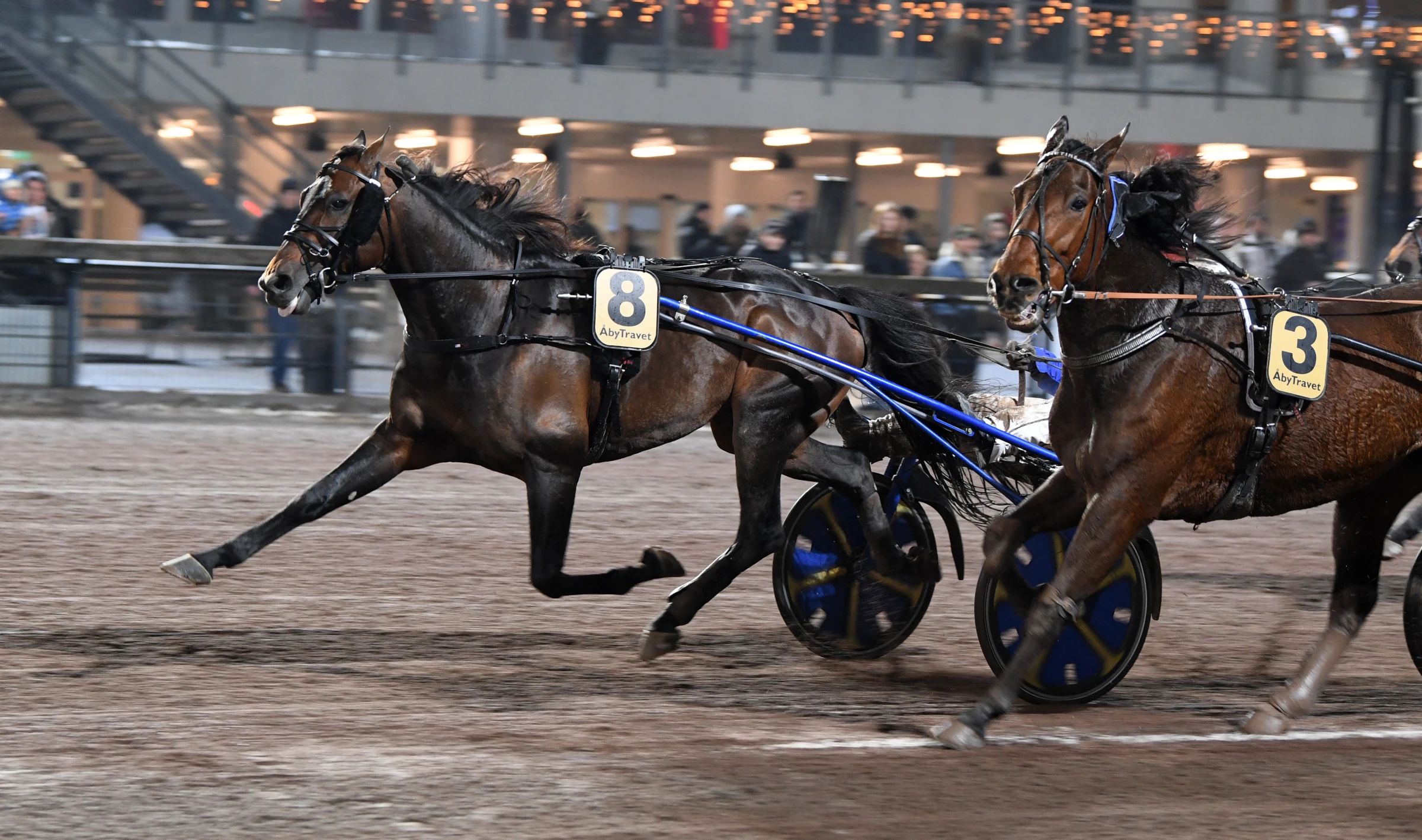 Stoletheshow jagar segern i Big Noon-pokalen på lördag då V75 avgörs på Bjerke. Foto: Malin Albinsson.