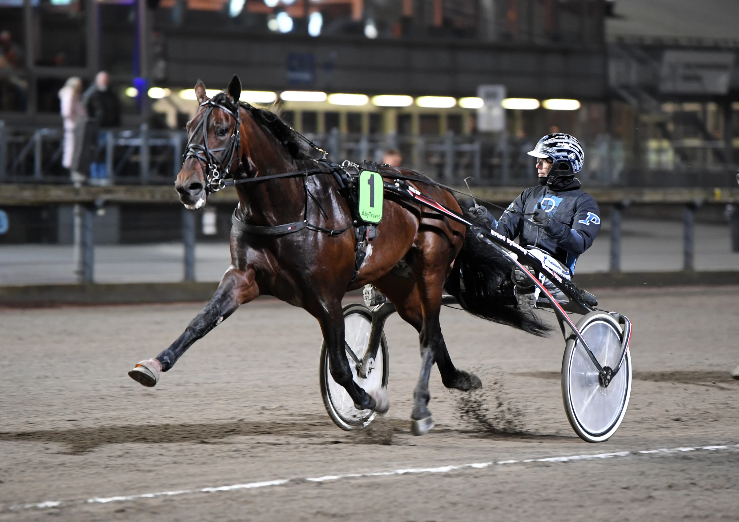 Connors Broline i en stilstudie i onsdagens S.t Leger. Kusken Stefan Persson imponerad. Foto: Malin Albinsson, TR Bild