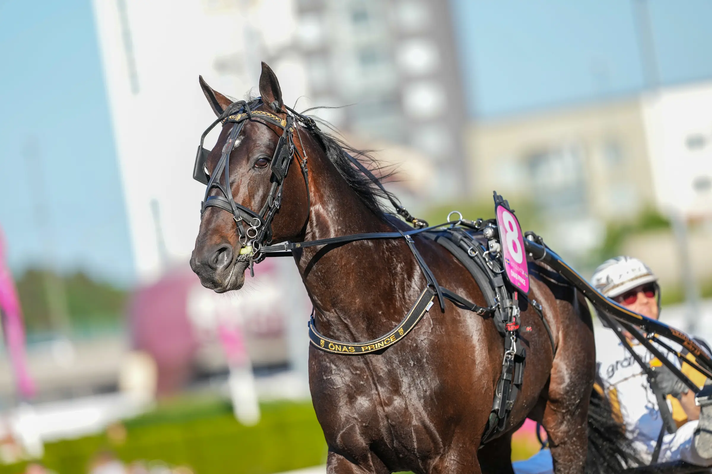 Önas Prince fotograferad under elitloppsdagen på Solvalla i maj tillsammans med Per Nordström. Foto: Lars Jakobsson, TR Bild