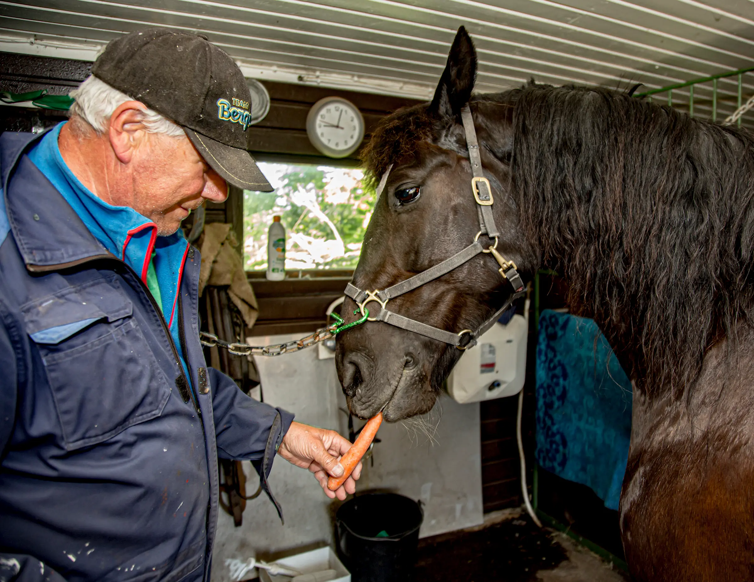 Clas-Göran Strid med sin Lapp Love. Foto: Svanthe Harström.