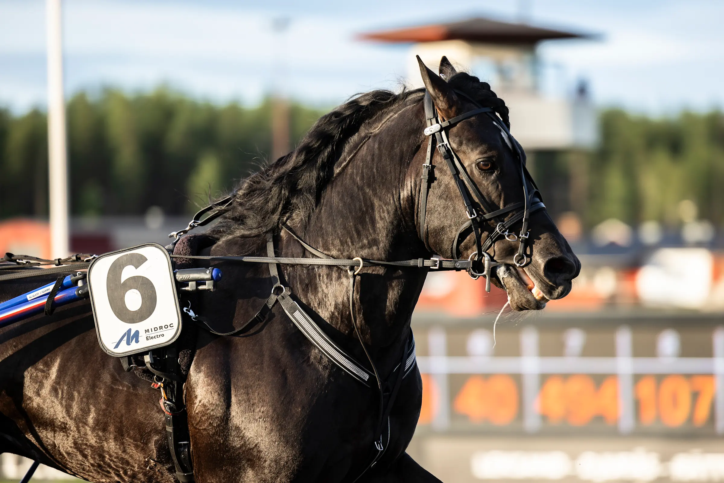 Baias är ett hett segerbud i V75-2 på lördag. Foto: Lena Emmoth/TR Bild.