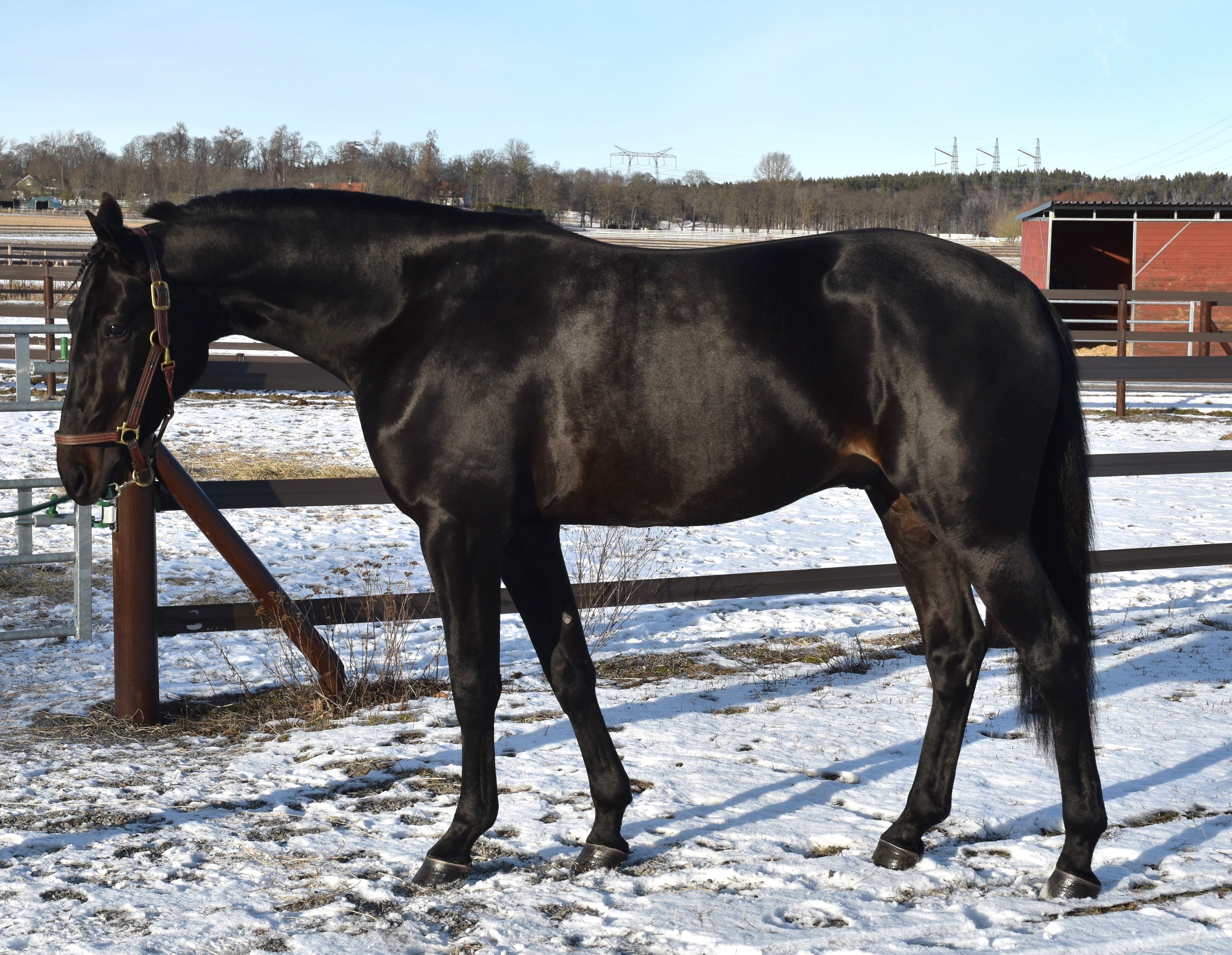 Hitting Hard är en riktigt elegant hingst. Foto; A.Lindblom