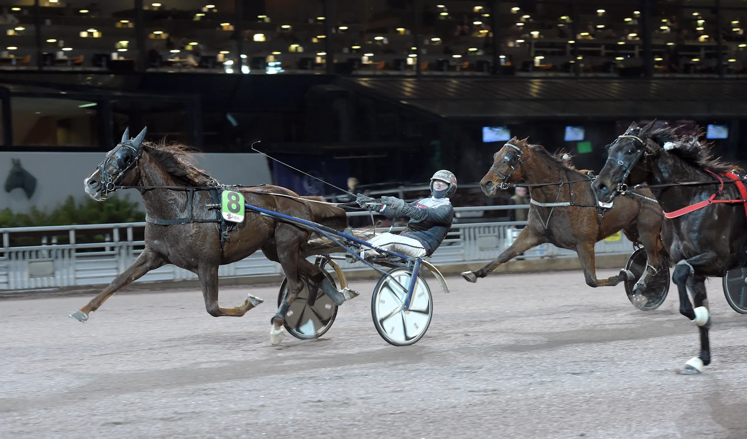 Staro Royal Mark avgörs till seger trots ett blytungt sista varv i spåren. Fortsätter segertåget på lördag? Foto: Lars Jakobsson, TR Bild