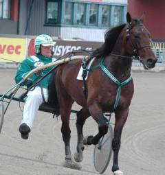 Maharajah och Stefan varvar ner efter tosdagens snabbjobb. Foto: Travkompaniet