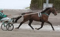 Maharajah såg lysande ut i genrepet inför årsdebuten. Foto; Travkompaniet