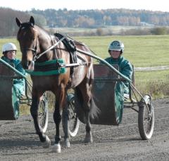 Maharajah på väg hem efter sista träningsturen före lördagens start. Foto: Travkompaniet