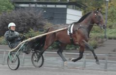 Maharajah närmast studsade fram med full spänst i steget. Foto; A.Lindblom/Travkompaniet