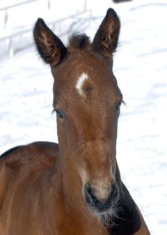 Maharajah som föl. Foto; C.Kärrstrand/Hingstfotografen