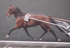 Maharajah trivdes verkligen på Vincennes svarta bana. Foto: Travkompaniet