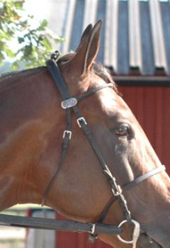 Maharajah har en lugn och intelligent blick. Foto: Travkompaniet