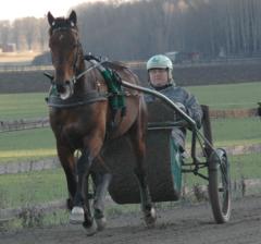 Stefan ligger lätt tillbakalutad i vagnen bakom Maharajah för att den pigga hästen inte skall hålla för högt tempo. Foto: Travkompaniet