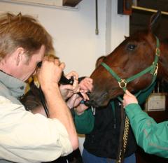 Veterinär Nils Roneus gör en endoskopi, tittar hästen i halsen. Foto: Travkompaniet 