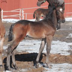 Hingsfölet som är döpt efter pappa, Todays Dominator! Foto; C.Kärrstrand