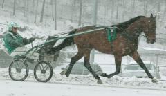 Maharajah var läcker att skåda denna snöiga tisdag. Foto: Travkompaniet