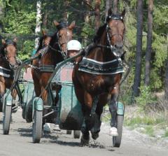 Maharajahs spänst  i steget är tillbaka. Foto: Travkompaniet