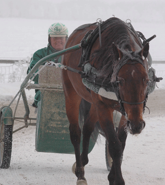 Lite frost i skägget, bekymrar inte de här två killarna. Foto: Travkompaniet