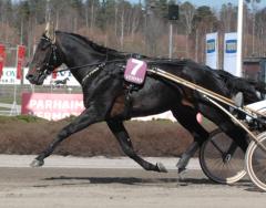 Opal Viking är den sjätte vinstrikaste travaren. Foto; A.Lindblom/Travkompaniet