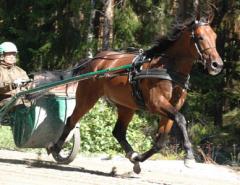 Maharajah "studsar" uppför backen med spetsade öron. Foto: Travkompaniet