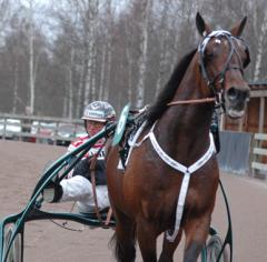 Maharajah ska göra sitt första besök på Umåker. Foto: Travkompaniet