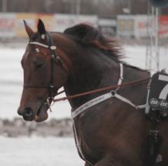 Planerna på Prix D´Amerique för Maharajah kvarstår. Foto: Travkompaniet