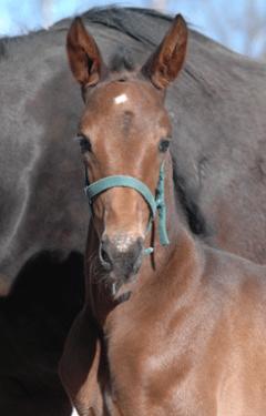 Uptodate, en riktigt fin hingst efter Maharajah. Foto; A.Lindblom/Travkompaniet